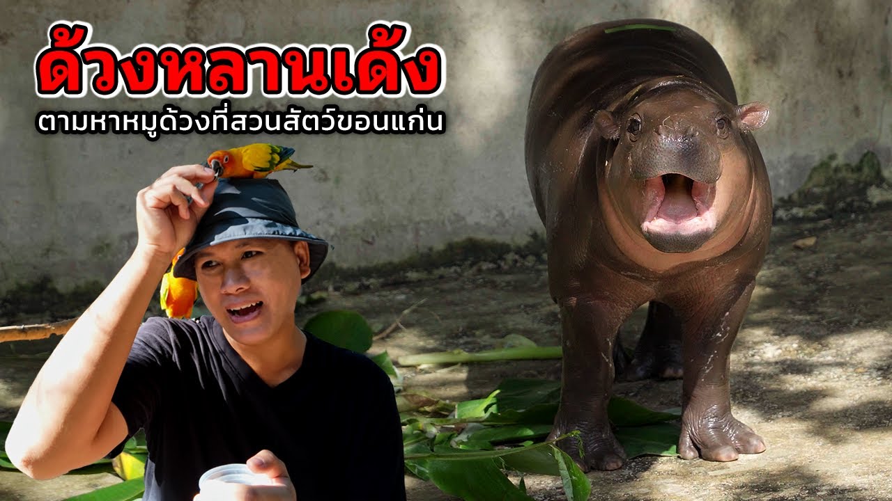 ตามหาหมูด้วง หลานหมูเด้ง สวนสัตว์ขอนแก่น