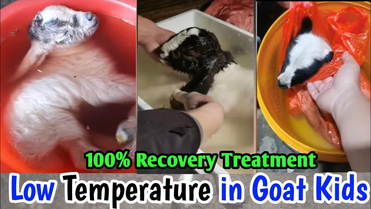 Bakri Ke Bacche Ka Temperature Low Ho Jaye To Kya Karen Hypothermia