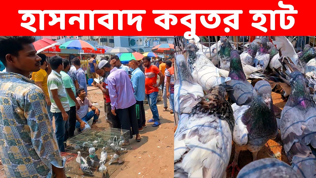 হাসনাবাদ কবুতর হাট ১৭-৫-২০২৫ || kobutor hat 2025 || today pigeon market || Hasnabad kobutor hat