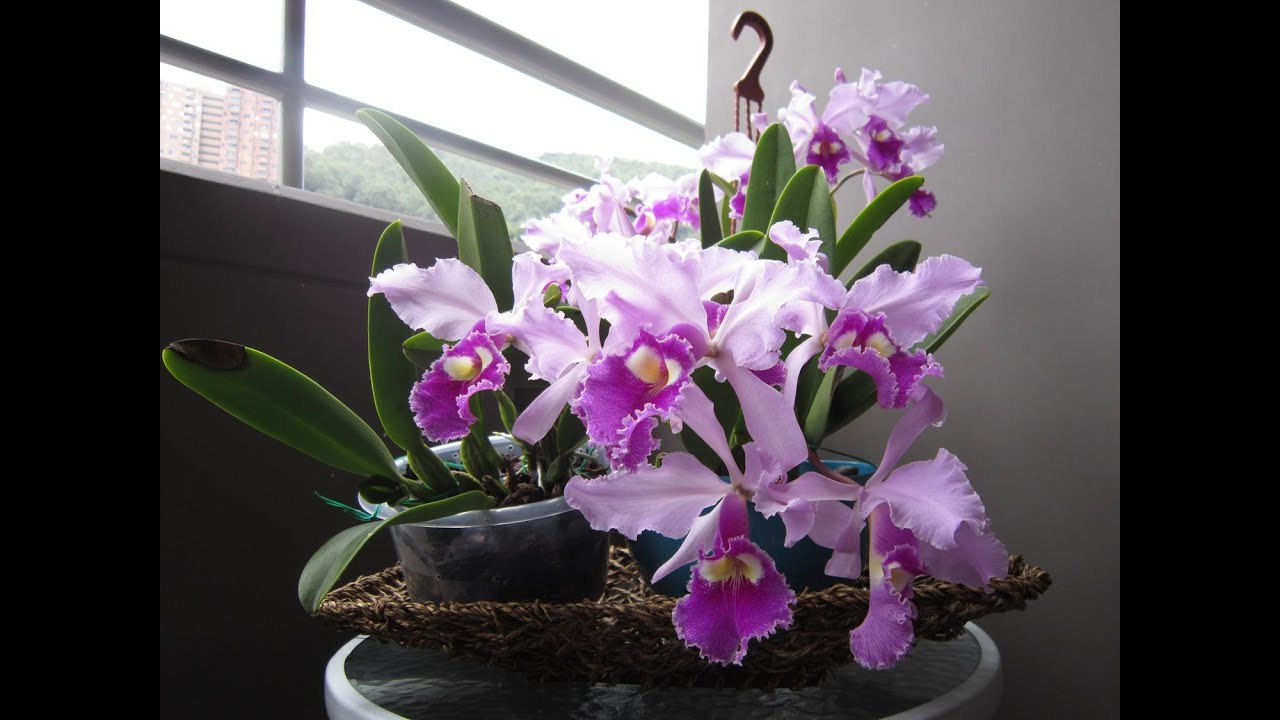 My Cattleyas in bloom / Mis Cattleyas en floraci&oacute;n