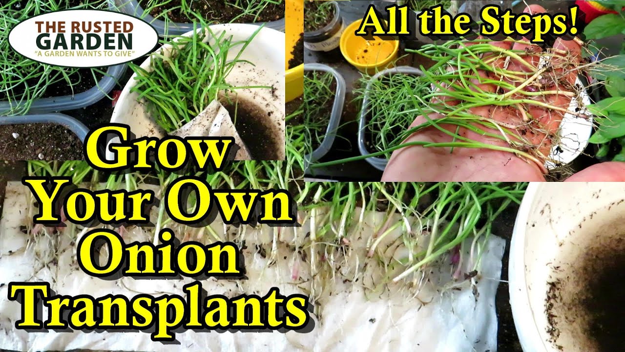 How to Grow Garden Onion Transplants Indoors - Start to Finish: Seeding, Trimming, & Timing
