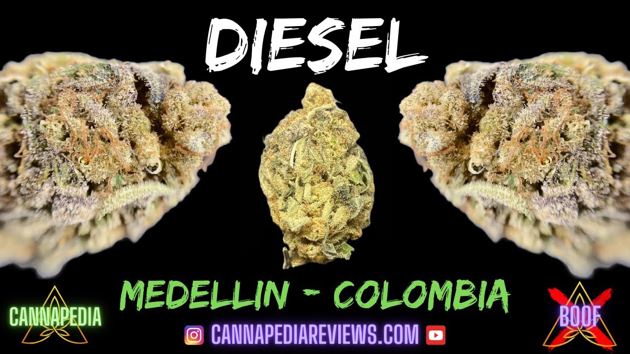 Diesel Strain Review - Cannabis in Medellin, Colombia - Cannapedia