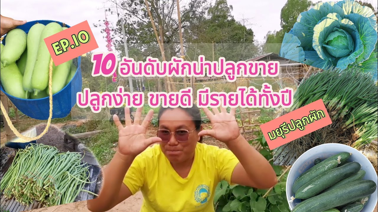 [EP.10]​ 10 อันดับผักน่าปลูก  ปลูกง่าย ขายดี  ขายได้ทั้งปี มีรายได้รายวัน | มยุรีปลูกผัก