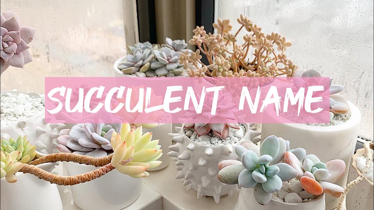 Succulent name | Tên khoa học của các loại sen đá| 多肉植物| 다육이들