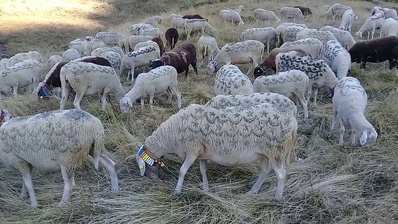Dhent e Xhemil.Qehajes Patishka reke .Hubava