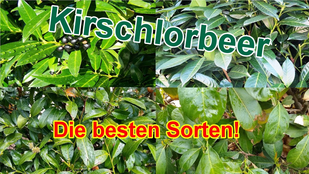 Die besten & robustesten Kirschlorbeer Sorten - Frostharte & winterharte Lorbeerkirsche Sorten
