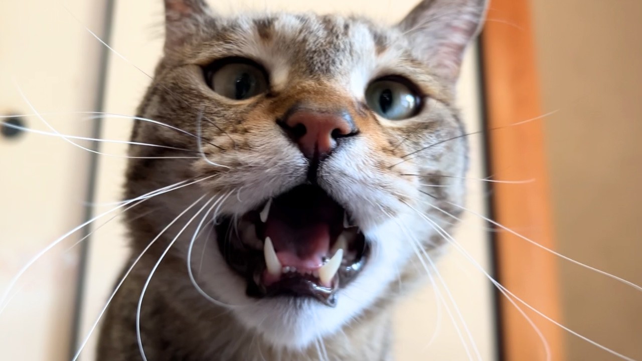 🐱「 愚 民 ど も が &hellip;&hellip;❗️」