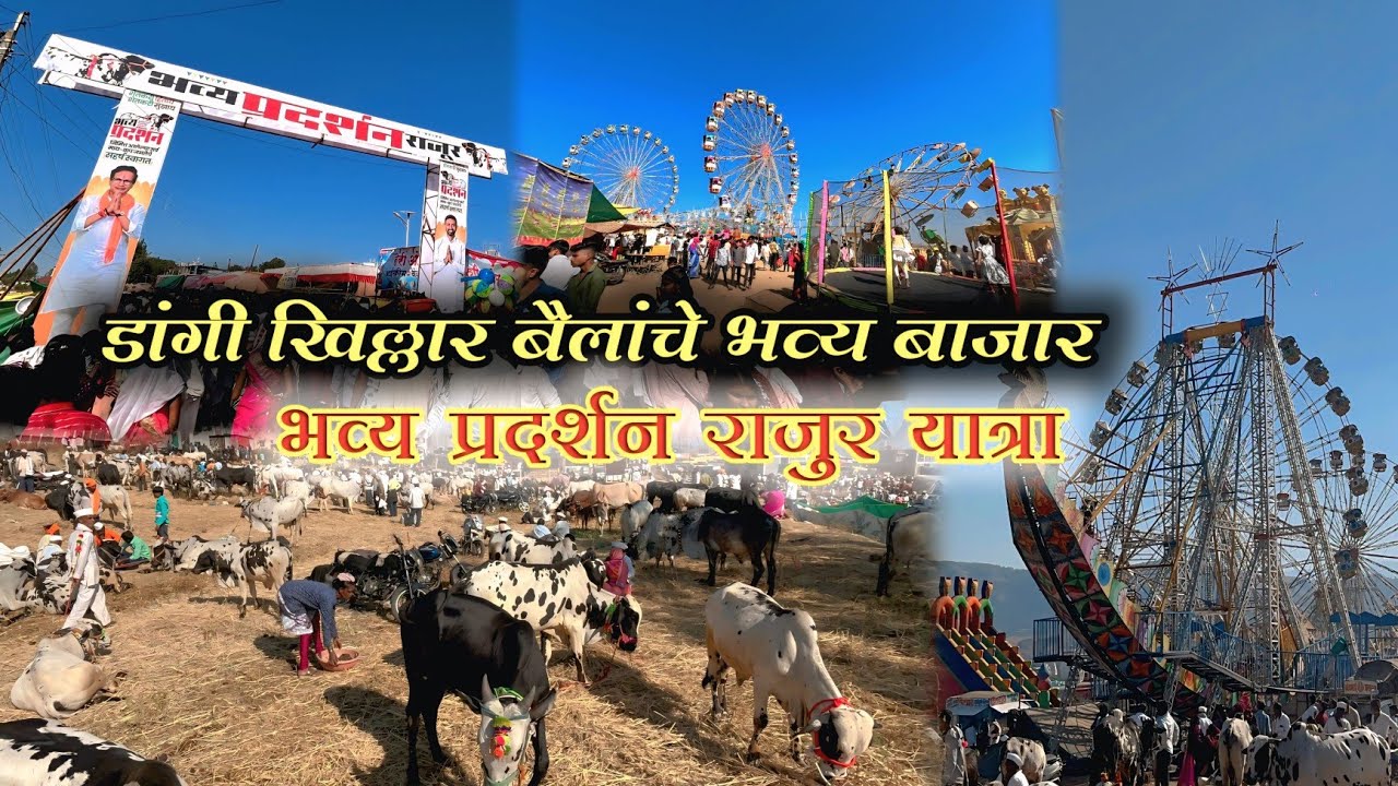 राजुर यात्रा🎡 राजुर प्रदर्शन😱 खिल्लार डांगी बैल बाजार🐂 Rajur Dangi Killhar Bail Yatra | Rajur 
