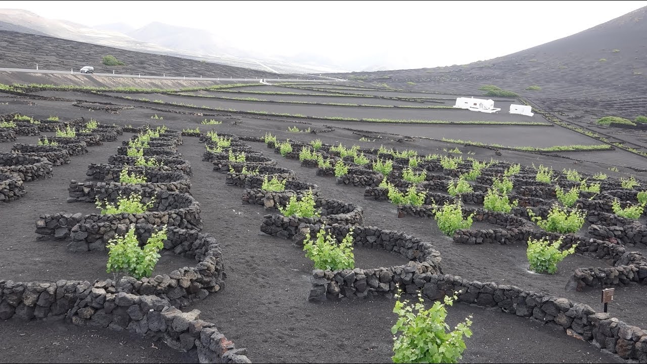 Lanzarote île des Canaries un vignoble étonnant LC VIDEO