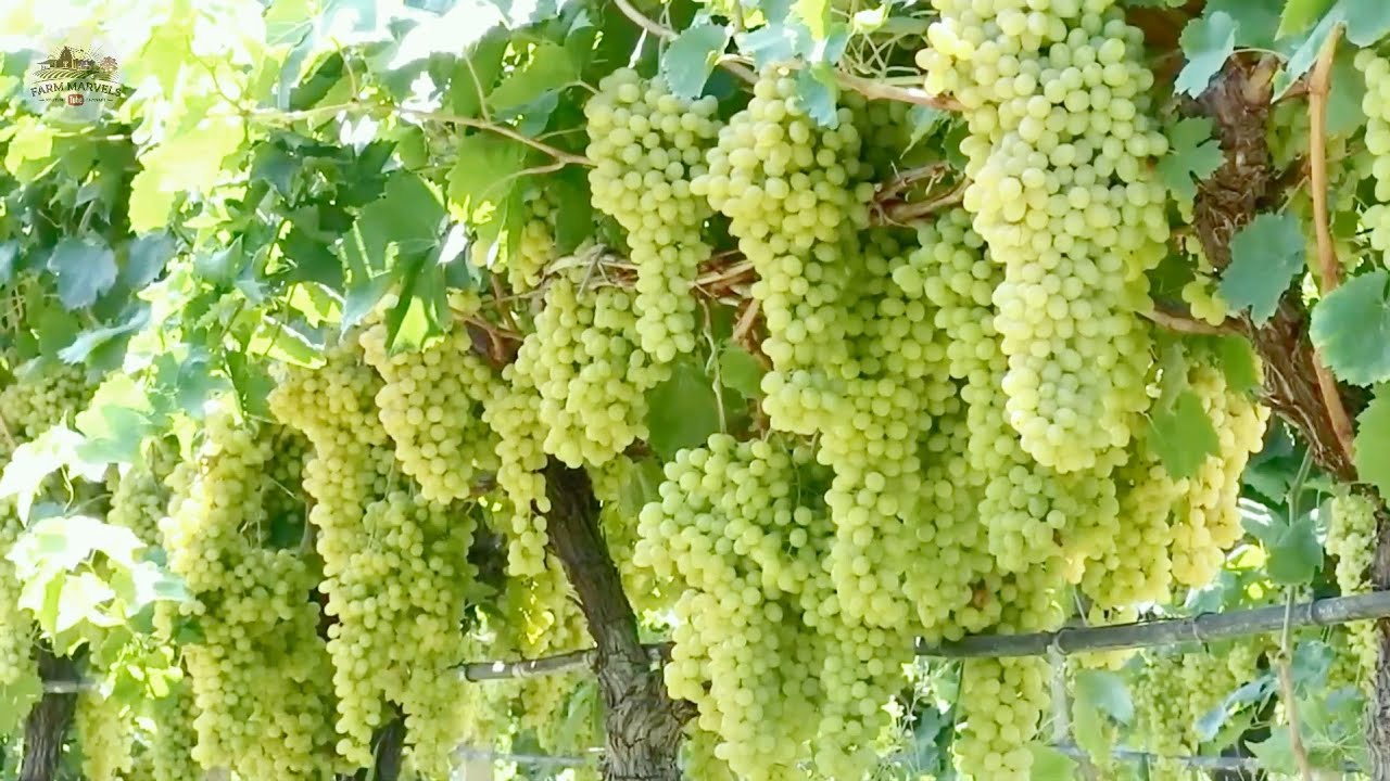 DRIED FRUIT Making Process from Figs, Dates, Grape, Avocado in Factory - Dried Fruit Production 2024