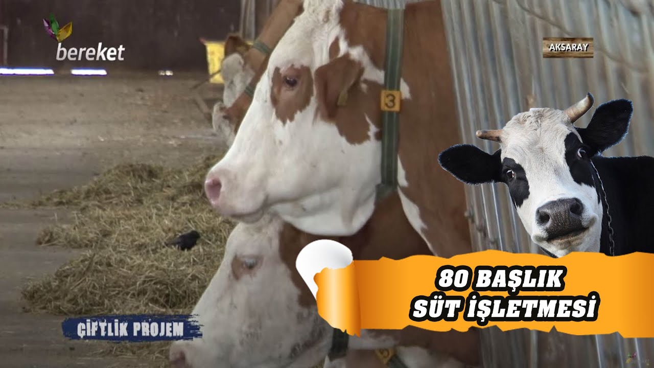 Çiftlik Projem | 80 Başlık Süt İşletmesi Ziyareti