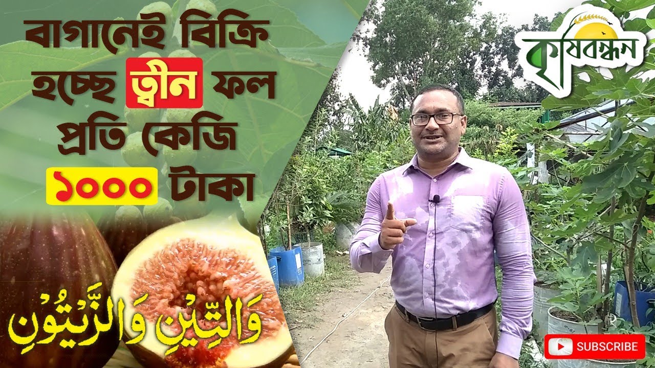 ত্বীন ফল চাষে সফল গাজীপুরের আজম তালুকদার | Fig Cultivation in Bangladesh | Modern Agro | কৃষি বন্ধন|