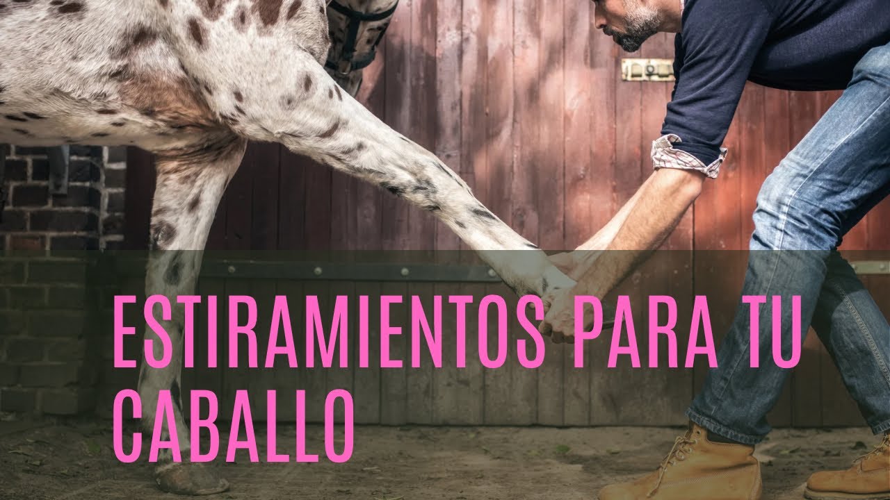 Rutina de estiramientos para tu caballo 🐴