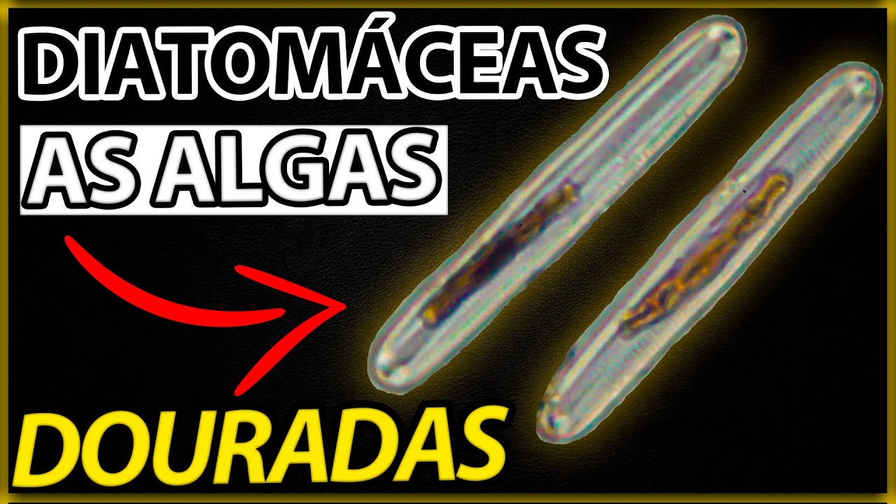 Diatomáceas: Um breve resumo sobre essas incríveis microalgas!