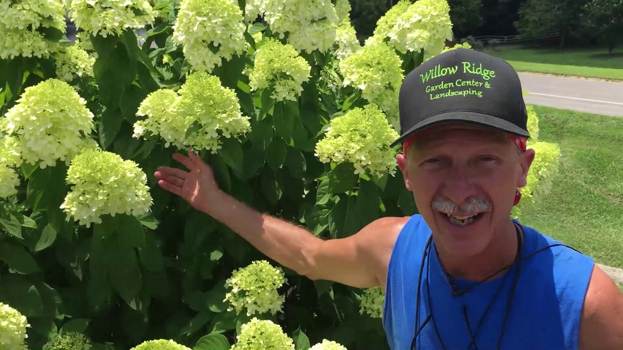 Little Lime Hydrangea Grows Up