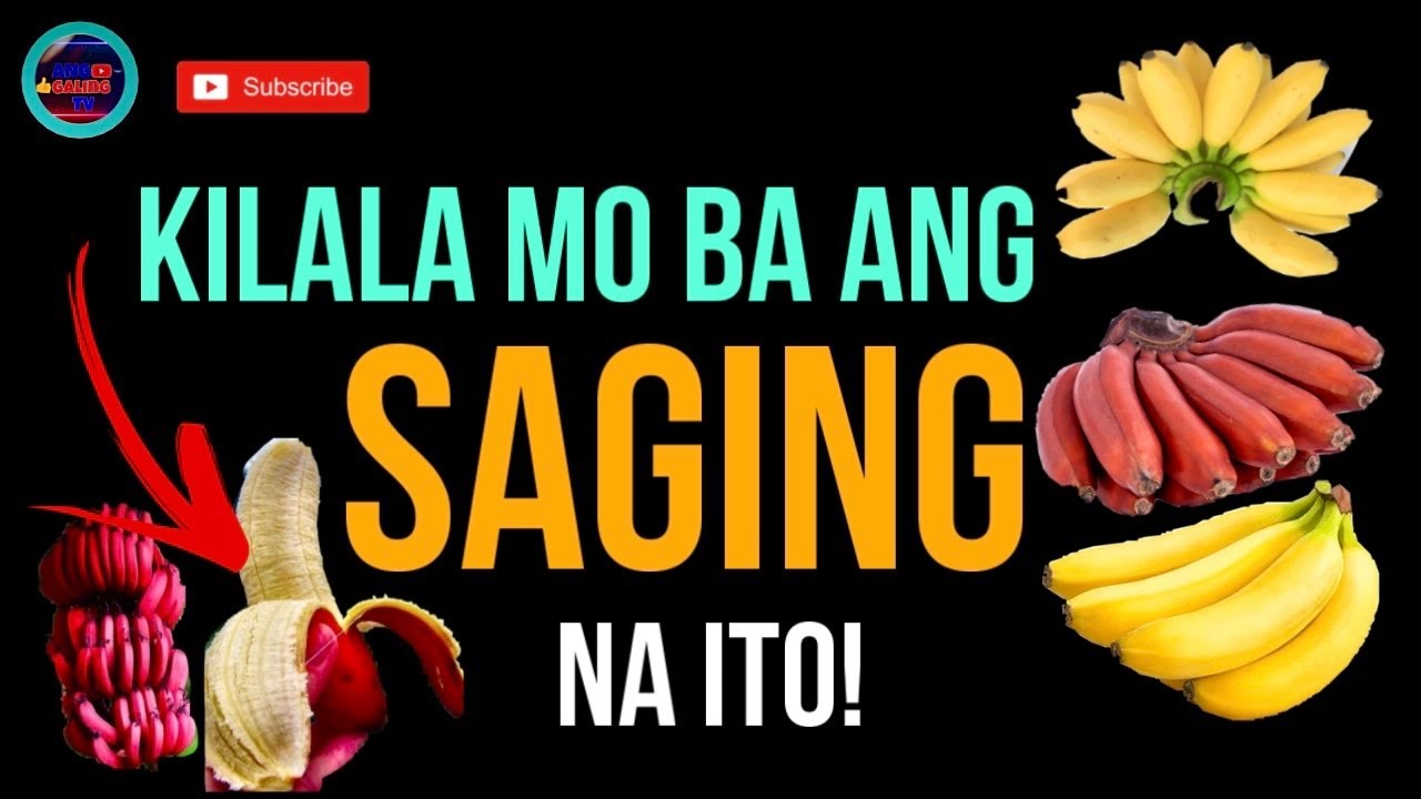 SAGING O BANANA : IBA’T IBANG URI NG SAGING | HEALTHY INFO | Ang Galing Tv