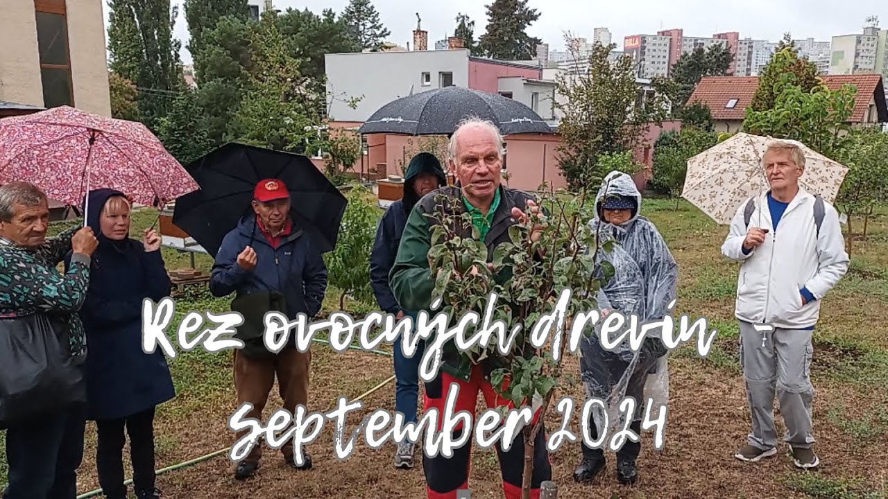 Rez ovocných drevín september 2024
