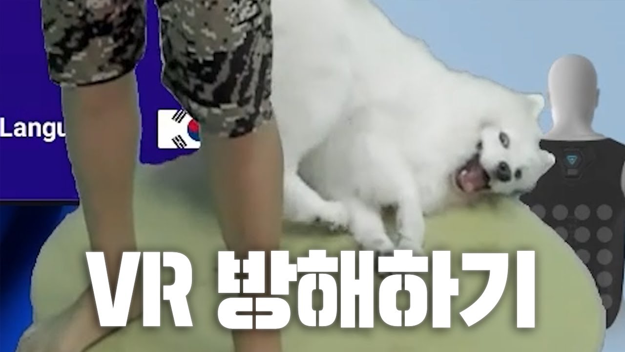 그냥 8분 동안 겨울이가 똘삼 괴롭히는 영상