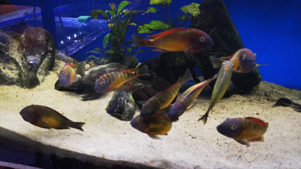 Tropheus Red Rainbow Kantalamba WF