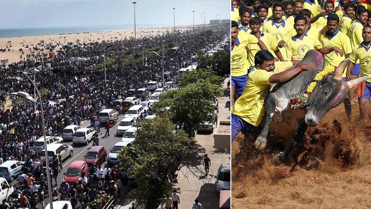 Jallikattu: Protest continues as thousands gather at Marina Beach