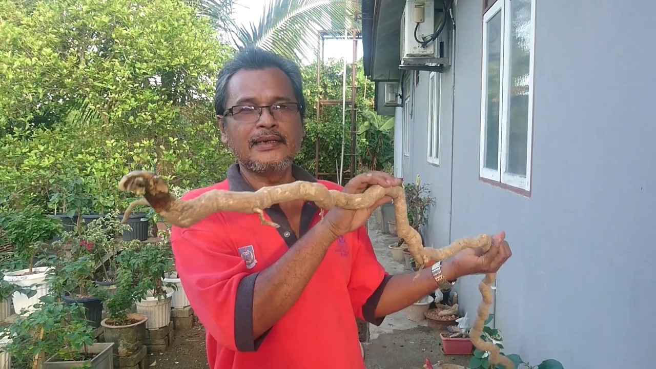 Cantuman akar Bunga Kertas