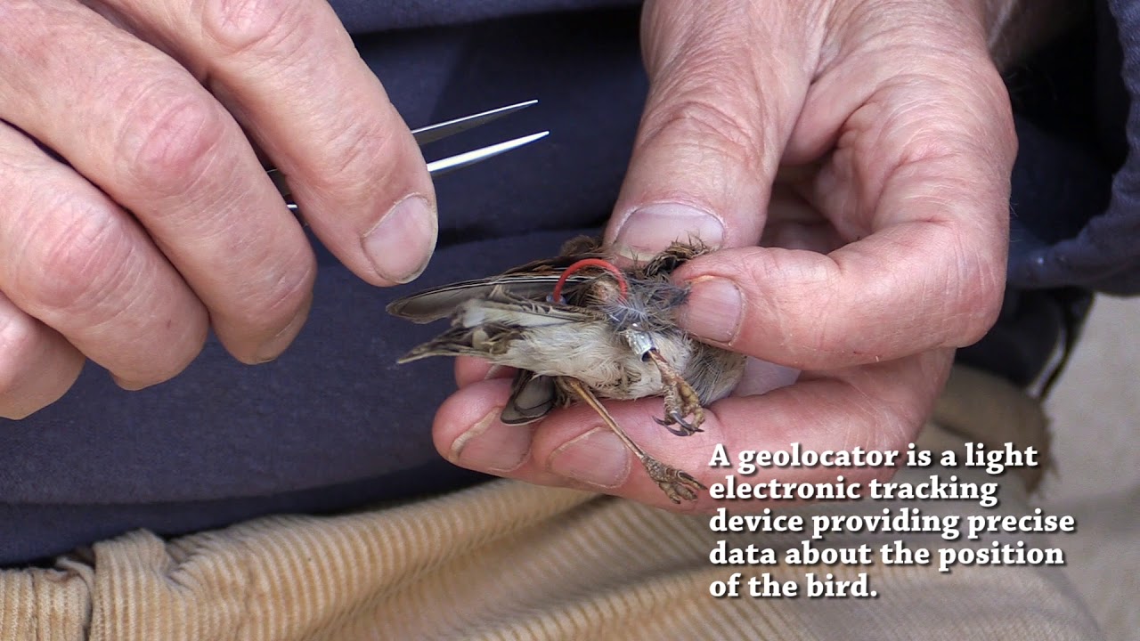 Bird migration studied by geolocators in Orlick&eacute; Z&aacute;hoř&iacute;