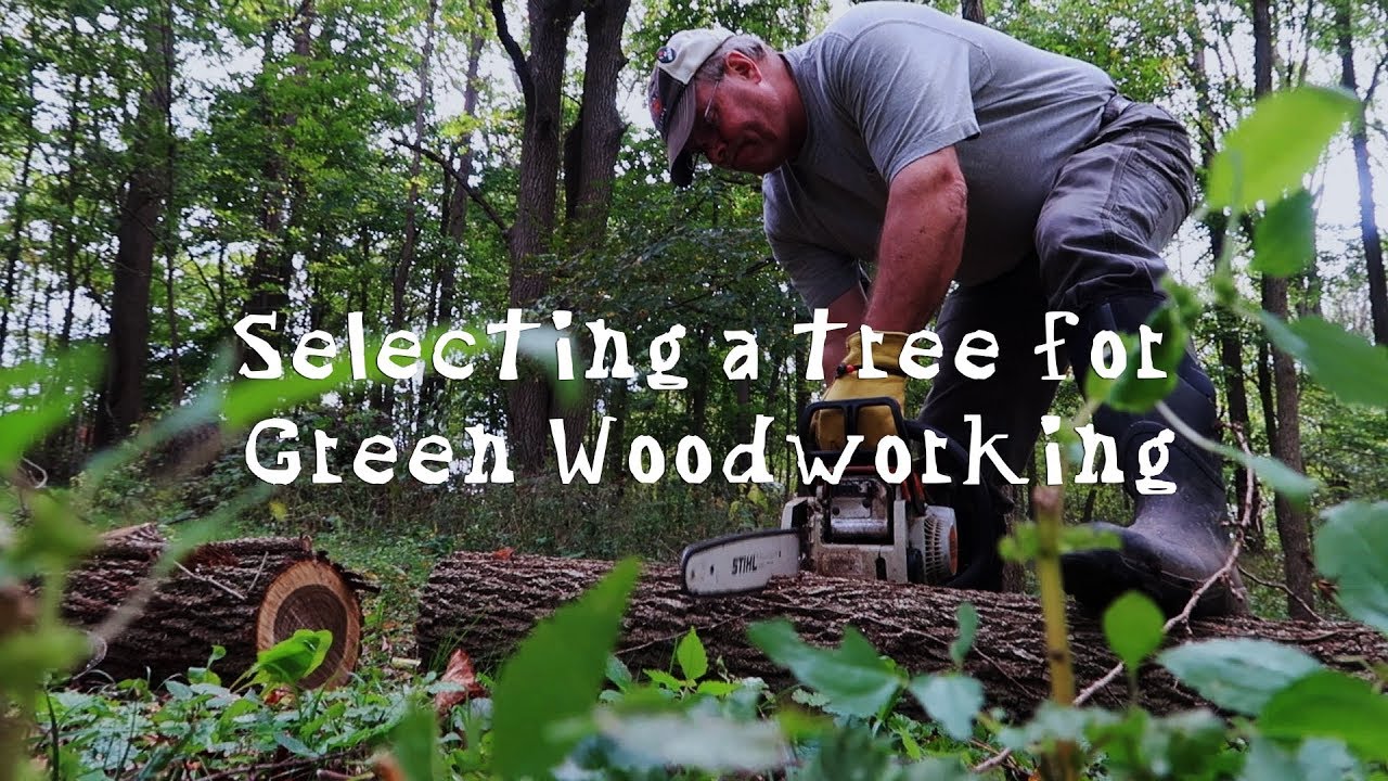 Picking the right tree for green woodworking | Iron Ram Forge in the woods
