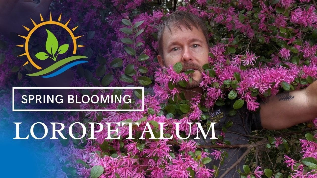 Gorgeous Spring Blooming Loropetalum | 🌸 Plant Spotlight