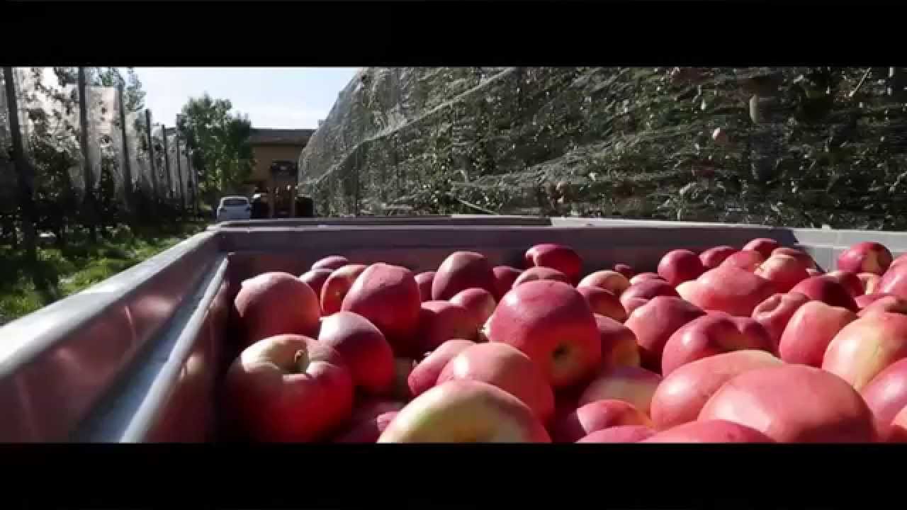 Rivoira e mele Ambrosia, il connubio perfetto (short version)