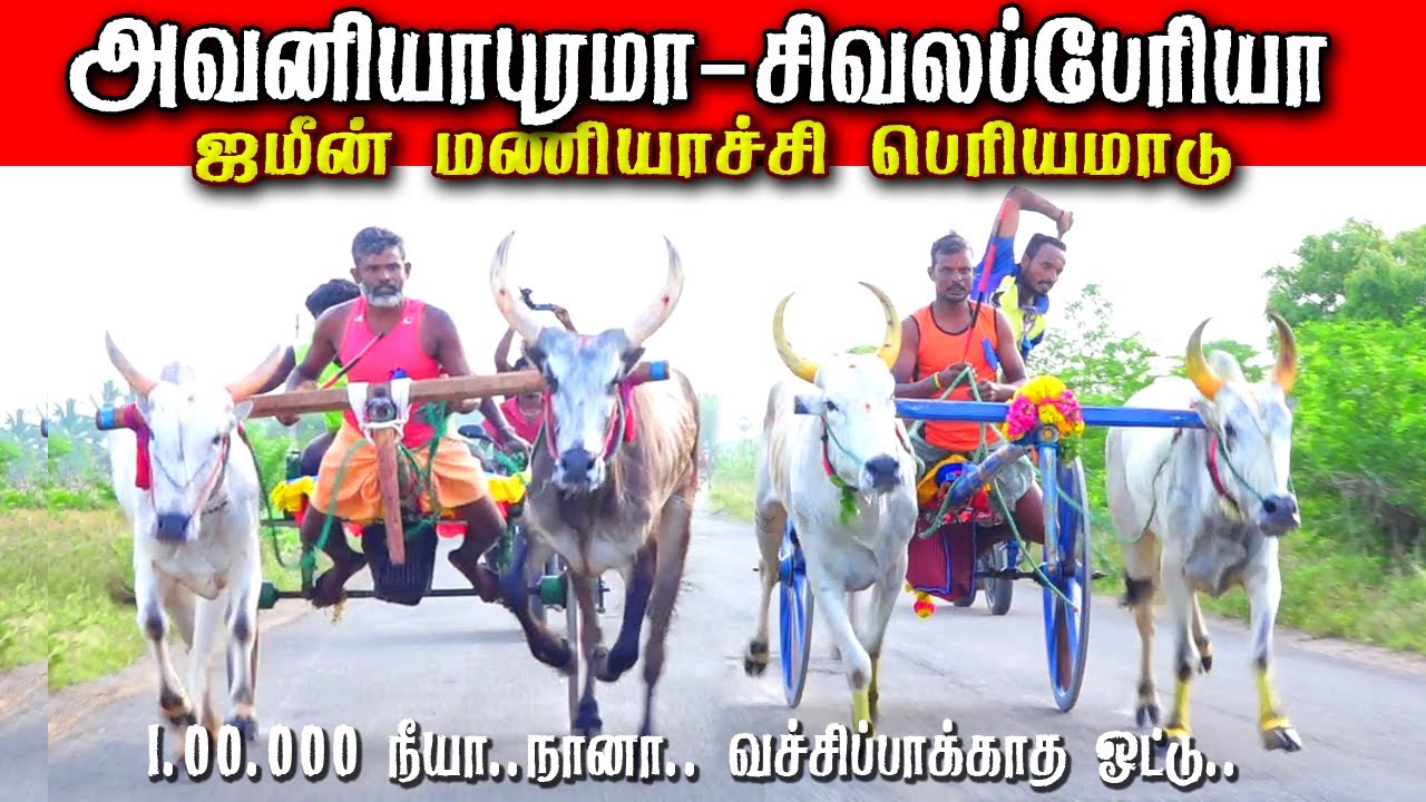 2தூத்துக்குடி மாவட்டம் ஜமீன்மணியாச்சி பெரியமாடு பந்தயம் 03,05,2025