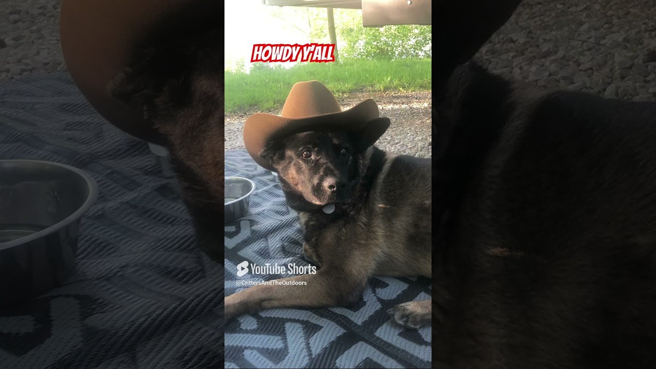 Howdy Y’All 🤠🐾 | German Shepherd Pup Says Hello