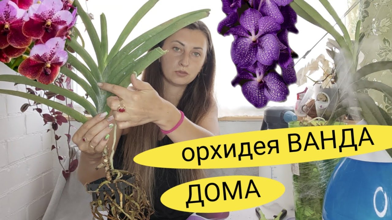 ОРХИДЕЯ ВАНДА ДОМА, ПЕРВЫЕ ШАГИ  , ПЕРВЫЙ ПОЛИВ, ПЕРВАЯ ОБРАБОТКА @ОрхоРай