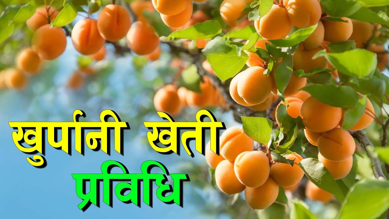 खेती प्रविधि सिकौं, उत्पादन गरौं || Apricot farming in Nepal ||