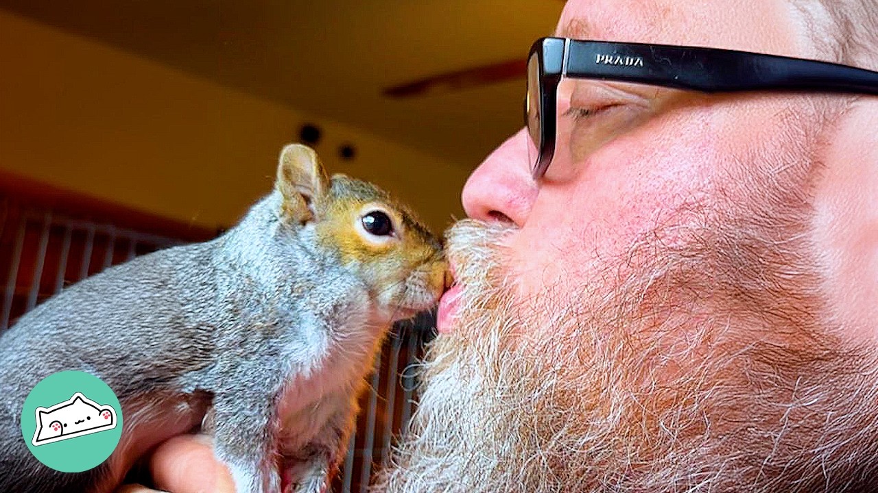 Man Brings Home A Baby Squirrel. Now He Lives On His Head | Cuddle Buddies