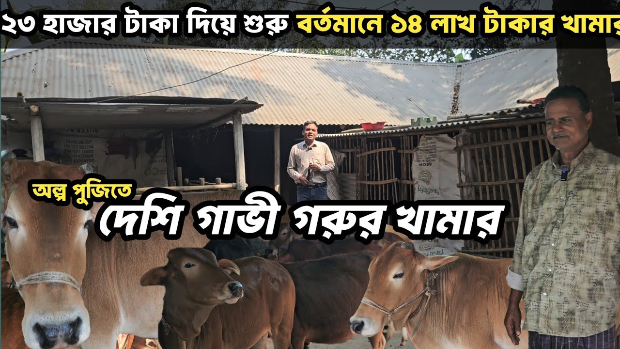 অল্প পুজিতে দেশি গাভী গরুর খামার | মাএ ২৩ হাজার টাকা দিয়ে শুরু বর্তমানে ১৪ লাখ টাকার খামার 