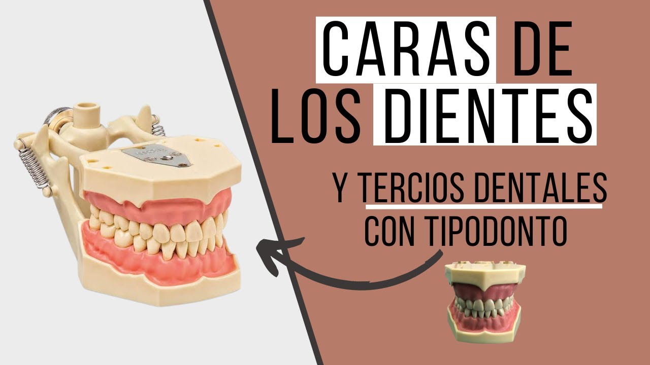 Caras de los dientes | tercios dentales | odontología con Cri