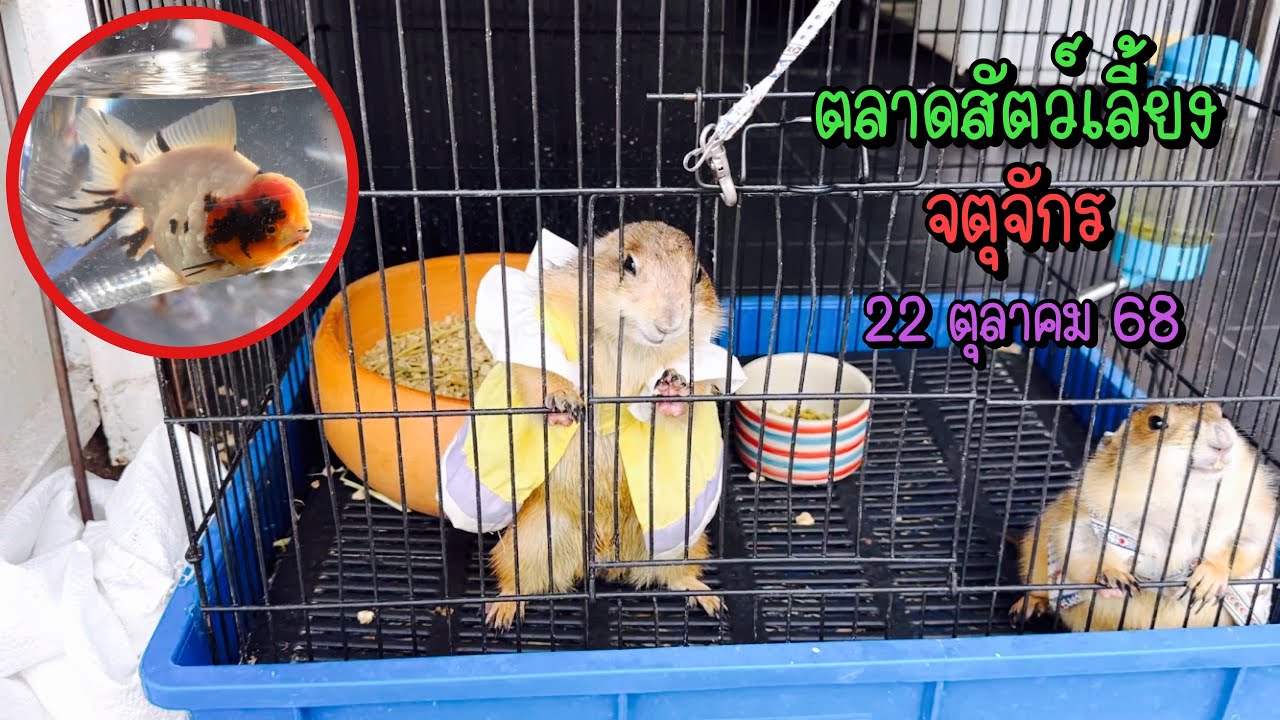 Zing’s Day l ตะลุยสัตว์เลี้ยงจตุจักร 22 ตุลาคม 68 (Ep.327)