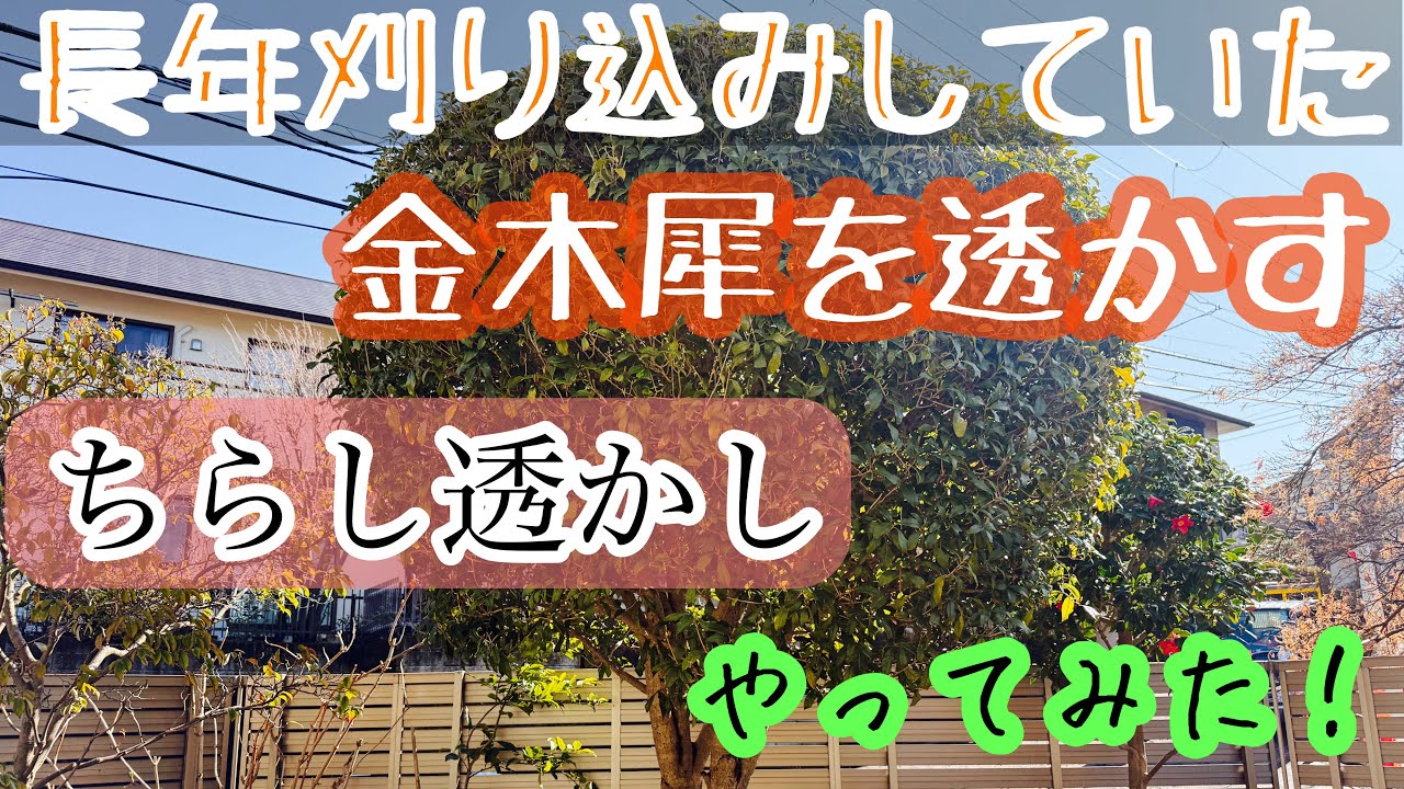 【刈り込みから透かし剪定】金木犀の刈り込みを透かし剪定に変える切り方