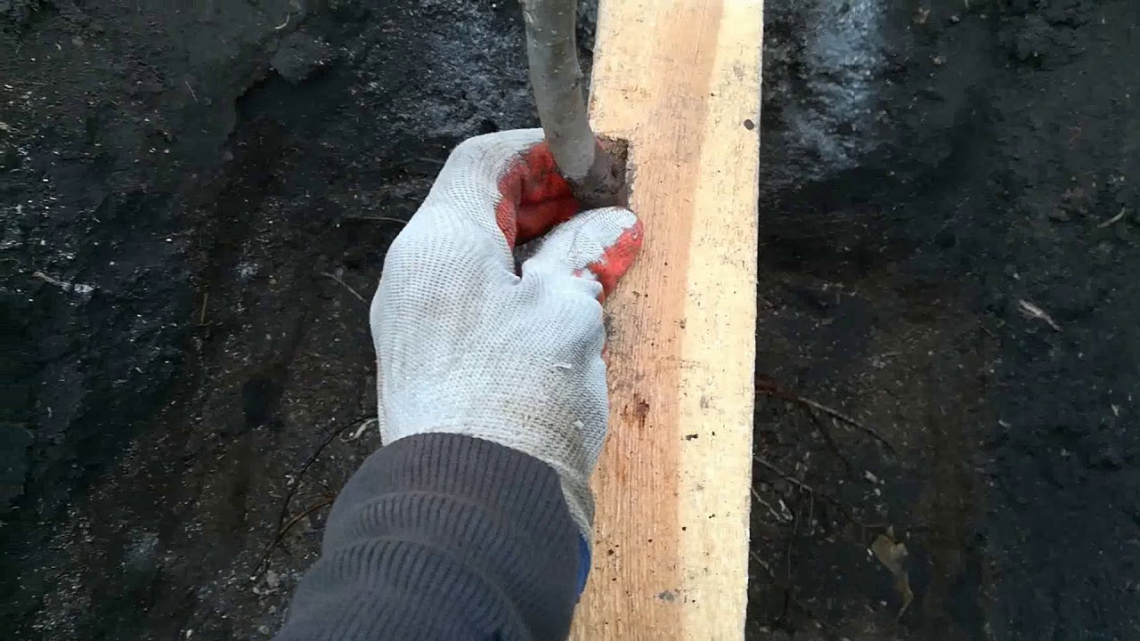 Осенняя посадка саженца грецкого ореха.