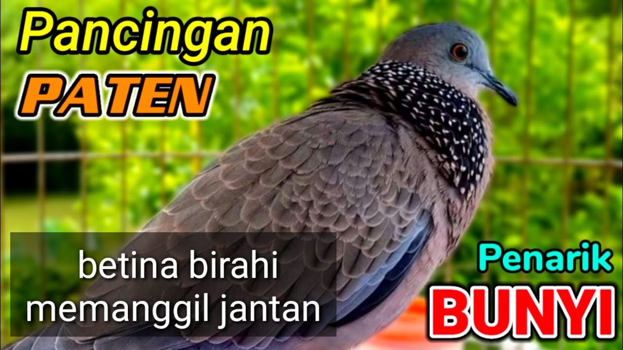 TEKUKUR BETINA MEMANGGIL JANTAN - PANCINGAN TEKUKUR (PATEN ANTI STRESS) Langsung Nyaut.