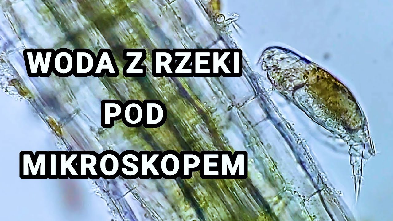 Życie w kropli rzeki. Niezwykły świat pod mikroskopem