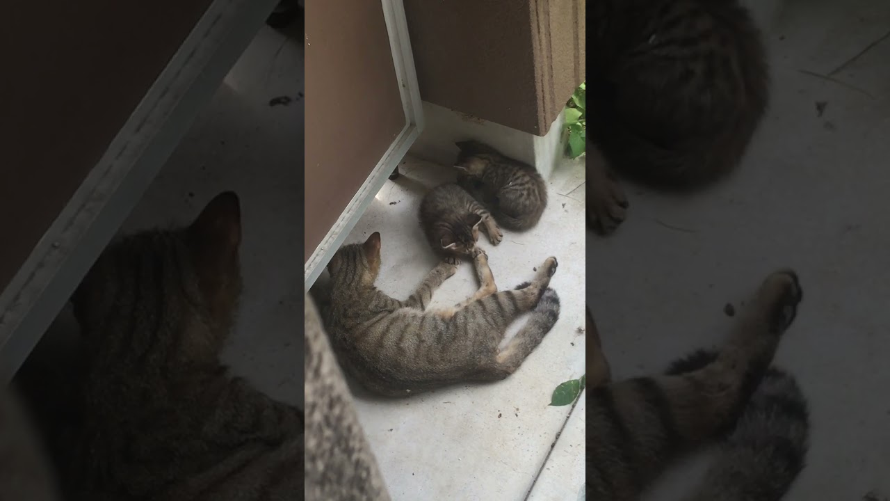 なぜか家に住みついた野良猫親子2021