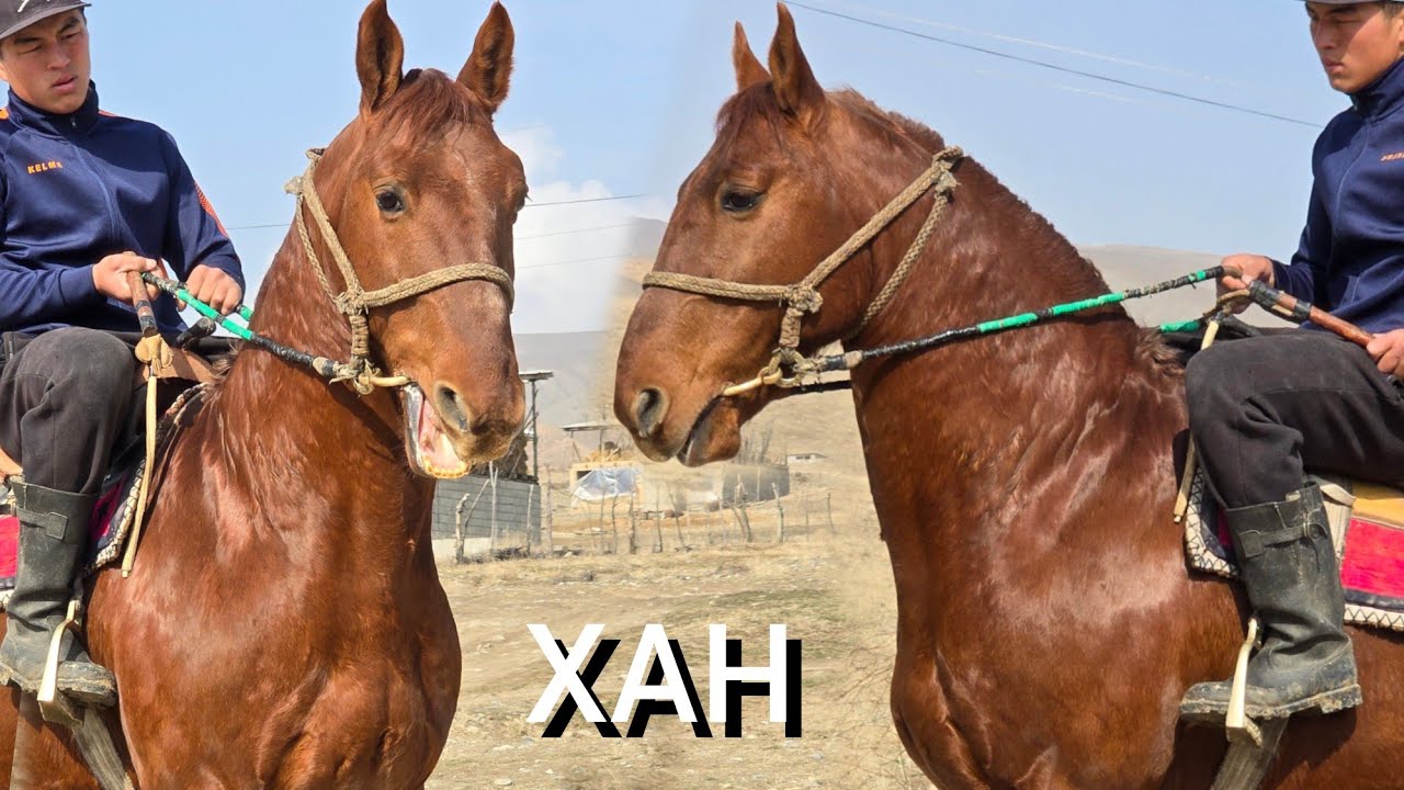 ХАН   Сатууга Чыкты  Даништан  Үйүрү бар