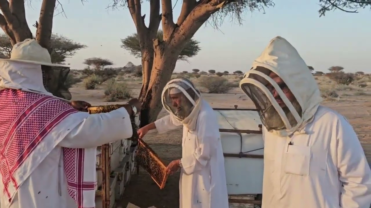 موسم عسل السمر في القصيم