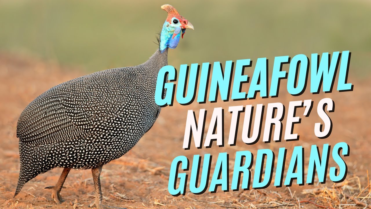 Small Bird, Big Impact: The Hidden Power of Guineafowl