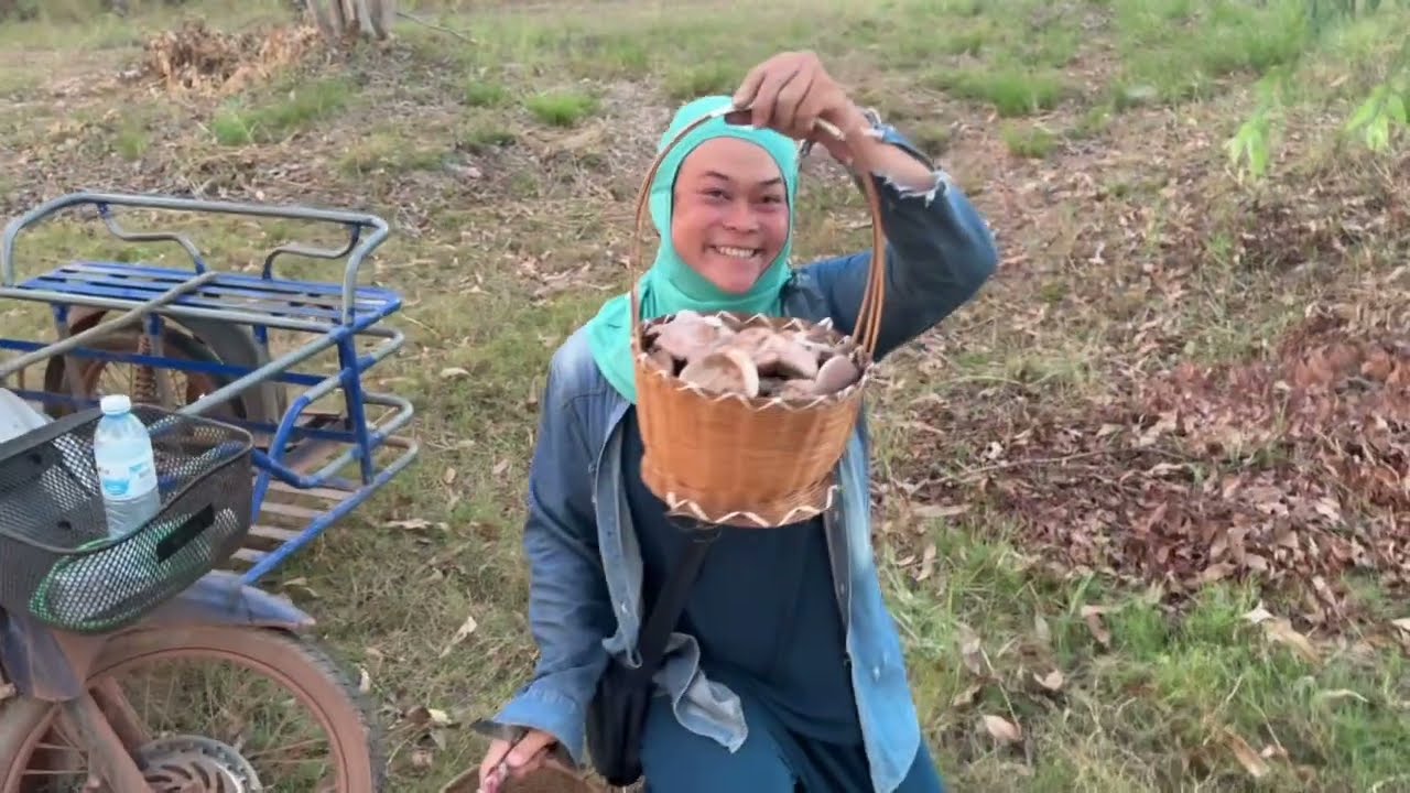 เห็ดออกได้ไม่หยุดเก็บทุกวันออกทุกวัน วันนี้ก็หมานสุดๆเก็บมาเกือบเต็มตะก้า