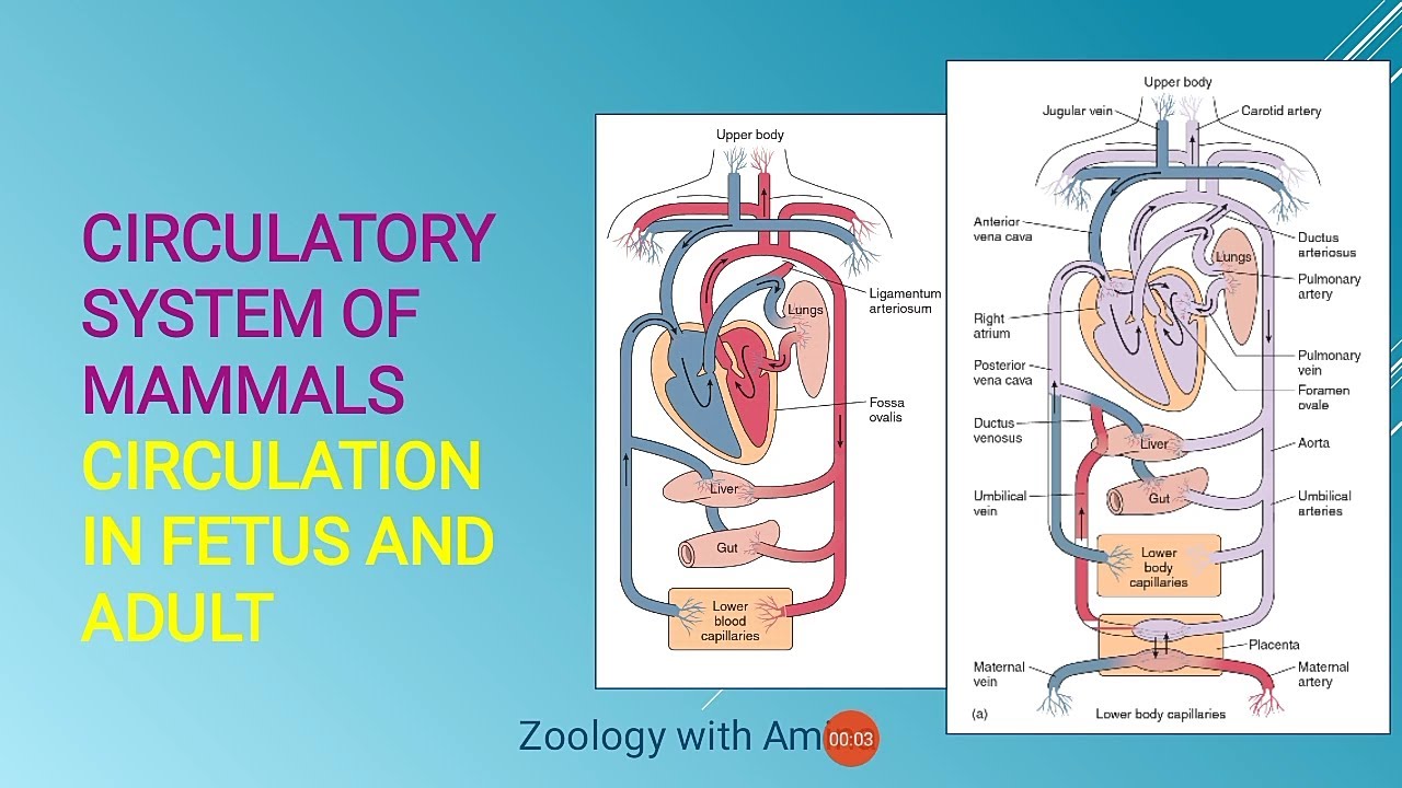 Circulatory system of Mammals | Heart of adult Mammals and fetus