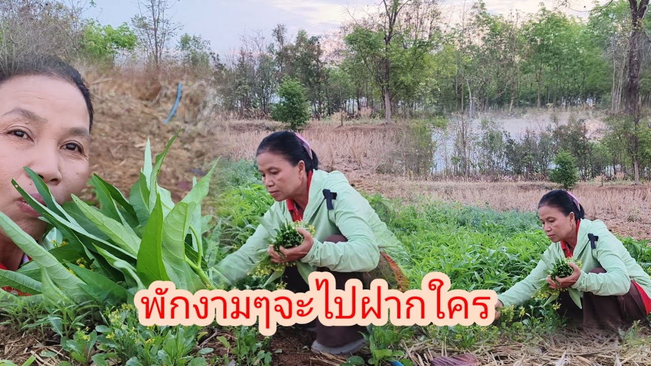 ป้าแต๋นแจ้งข่าวดีสวดีใจจะได้เก็บผักไปทำก๋วยเตี๋ยวแล้ว