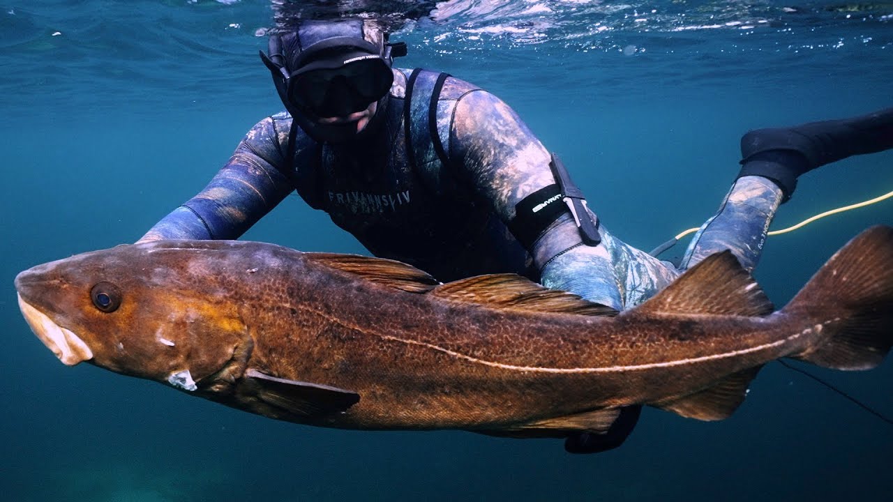 Spearfishing Kristiansund and Hitra - Autumn 2022