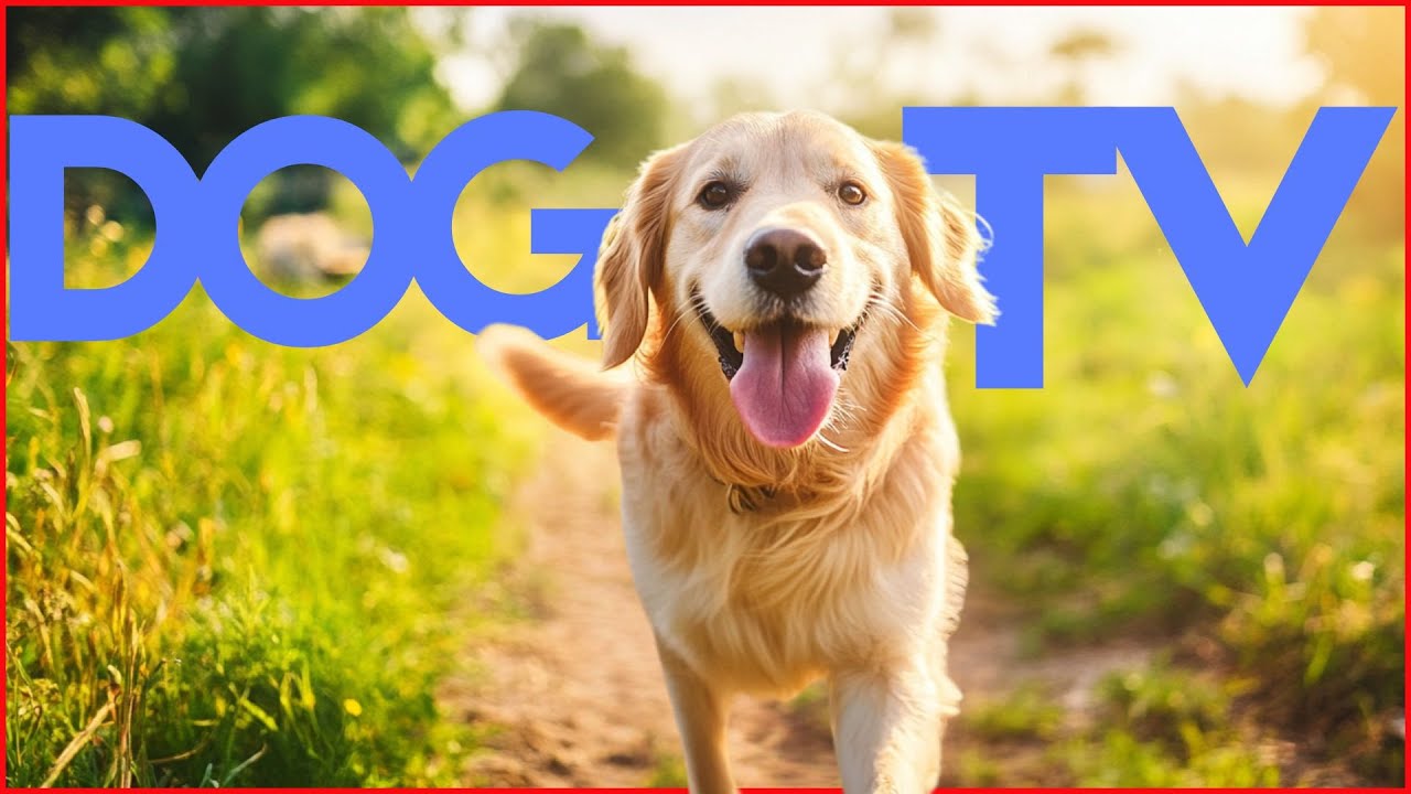 TV FOR DOGS - Live Virtual Walk for Bored Home Alone Dogs 🐕🔴